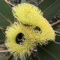50 AU Seeds Eucalyptus preissiana Bell Fruited Mallee