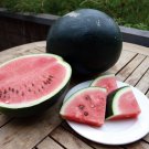 Watermelon Sugar Baby Variety 10 AU Seeds Early Maturing Summer Fruit