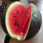 Watermelon Sugar Baby Variety 10 AU Seeds Early Maturing Summer Fruit