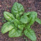 100 AU Seeds SPINACH Bloomsdale Long Standing