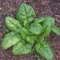 100 AU Seeds SPINACH Bloomsdale Long Standing