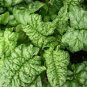 100 AU Seeds SPINACH Bloomsdale Long Standing