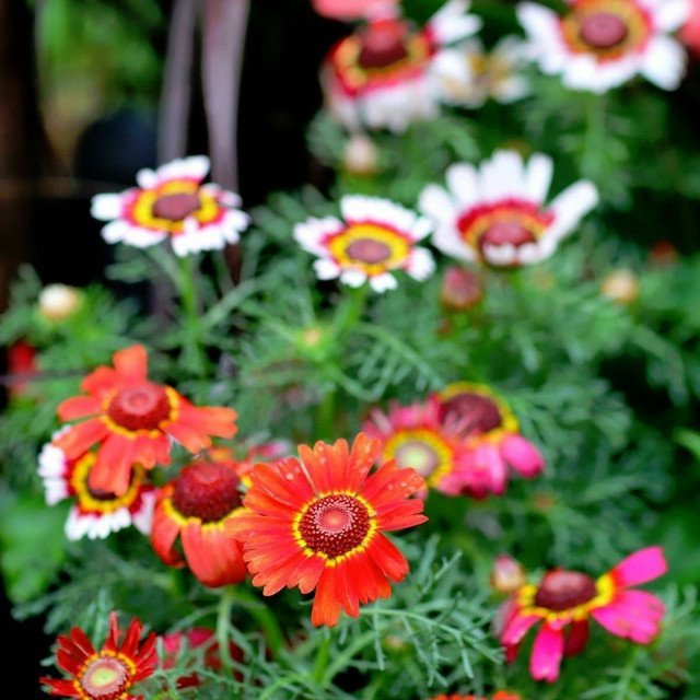 CHRYSANTHEMUM Rainbow Single Mixed 50 AU Seeds