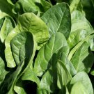 50 AU Seeds Pack BABY SPINACH salad leaves EASY vegetable garden