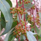 1000 AU Seeds Eucalyptus camaldulensis River red gum Native Tree