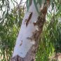 1000 AU Seeds Eucalyptus camaldulensis River red gum Native Tree