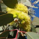 50 AU Seeds Eucalyptus woodwardii Lemon Flowered Gum
