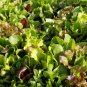 450 AU Seeds LETTUCE Mixed Salad Leaves GOURMET Vegetable Garden