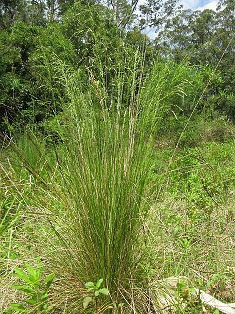 Grass Native POA labillardieri Common Tussock 100 AU Seeds Pack