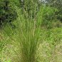 Grass Native POA labillardieri Common Tussock 100 AU Seeds Pack