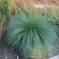 Grass Native POA labillardieri Common Tussock 100 AU Seeds Pack