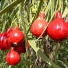 5 AU Seeds Desert QUANDONG Santalum acuminatum Native Bush Tucker