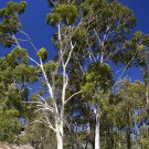 Corymbia citriodora 5000 AU Seeds Pack Native