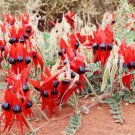 10 AU Seeds Sturts Desert Pea Swainsona formosa Native Wildflower
