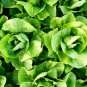 Romaine Lettuce Parris Island Cos 400 AU Seeds Lactuca sativa