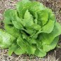 Romaine Lettuce Parris Island Cos 400 AU Seeds Lactuca sativa