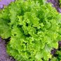 LETTUCE Grand Rapids Vegetable Salad Seeds 150 AU Seeds Pack