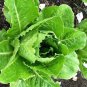 200 AU Seeds Romaine Lettuce Parris Island Cos Lactuca sativa