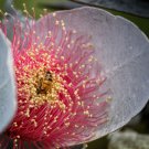30 AU SEEDS Eucalyptus macrocarpa Australian Bush Rose