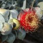 30 AU SEEDS Eucalyptus macrocarpa Australian Bush Rose
