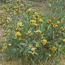 100 AU Seeds Pack Eucalyptus preissiana Bell Fruited Mallee