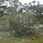 100 AU Seeds Pack Eucalyptus preissiana Bell Fruited Mallee