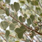 30 AU Seeds Eucalyptus websteriana Heart Leaf or Dainty Mallee