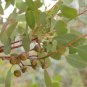 30 AU Seeds Eucalyptus websteriana Heart Leaf or Dainty Mallee