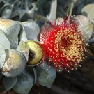 Eucalyptus macrocarpa Australian Bush Rose 10 AU Seeds
