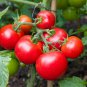 50 AU Seeds Pack TOMATO Money Maker