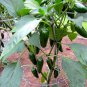 CHILLI Jalapeno 20 AU Seeds Pack