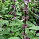 100 AU Seeds BASIL Thai Siam Queen