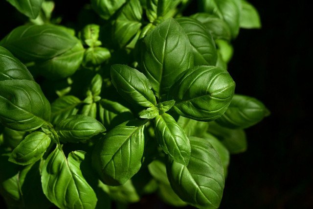 BASIL Large Leaf SWEET ITALIAN Herb 200 AU Seeds