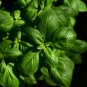 BASIL Large Leaf SWEET ITALIAN Herb 200 AU Seeds