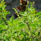 10 AU Seeds Rama Tulsi GREEN INDIAN HOLY BASIL Ocimum sanctum tenuiflorum Tea herb