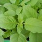 10 AU Seeds Rama Tulsi GREEN INDIAN HOLY BASIL Ocimum sanctum tenuiflorum Tea herb