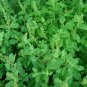 10 AU Seeds Rama Tulsi GREEN INDIAN HOLY BASIL Ocimum sanctum tenuiflorum Tea herb
