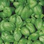 Basil Sweet Italian Genova 300 AU Seeds