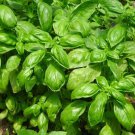 50 AU Seeds Basil Genovese Herb Heirloom Sweet Fresh Ocimum
