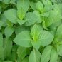 50 AU Seeds RAMA TULSI GREEN INDIAN HOLY BASIL Ocimum sanctum tenuiflorum