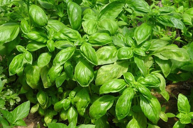 Basil 150 AU Seeds Genova Herb Ocimum Pesto Flavour Annual Cooking Green Best Rich