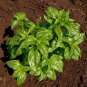 Basil 150 AU Seeds Genova Herb Ocimum Pesto Flavour Annual Cooking Green Best Rich
