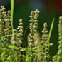 100 AU Seeds Sweet Basil Genovese Herb Garden Italian Basil Pest Genovase