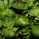 100 AU Seeds Sweet Basil Herb Ocimum Pesto Flavour Annual Cooking Green Best Rich
