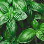 100 AU Seeds Sweet Basil Herb Ocimum Pesto Flavour Annual Cooking Green Best Rich