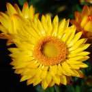 250 AU Seeds Everlasting Daisy XEROCHRYSUM Helichrysum bracteatum Mixed Colours