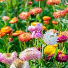 Everlasting Paper Daisy 500 AU Seeds Helichrysum XEROCHRYSUM bracteatum Mixed