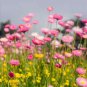 Everlasting Paper Daisy 500 AU Seeds Helichrysum XEROCHRYSUM bracteatum Mixed