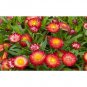 1000 AU Seeds Everlasting Paper Daisy XEROCHRYSUM Helichrysum bracteatum Mixed