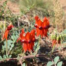 Sturts Desert Pea Swainsona formosa Native Wildflower 50 AU Seeds